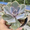 Echeveria perle von nurnberg - comprar online