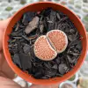 Lithop kikusiyo giyoku