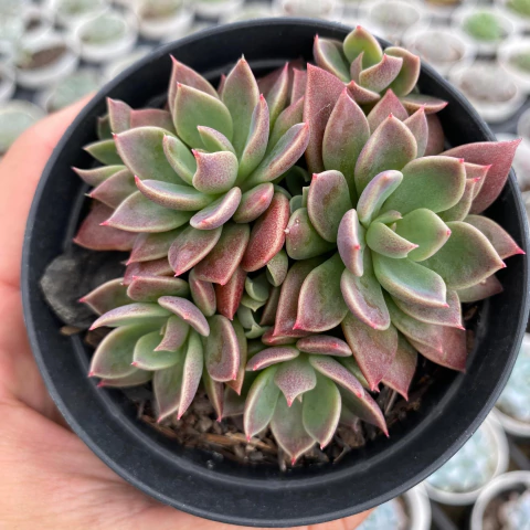 Sinocrassula indica - comprar online
