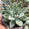 Echeveria lycan - comprar online