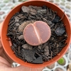 Lithop aucampiae "KO"