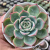 Echeveria ice - comprar online