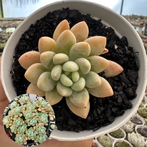 Echeveria caviar - comprar online
