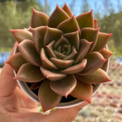 Echeveria clarice - comprar online