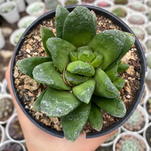 Haworthia truncata maughanii - comprar online