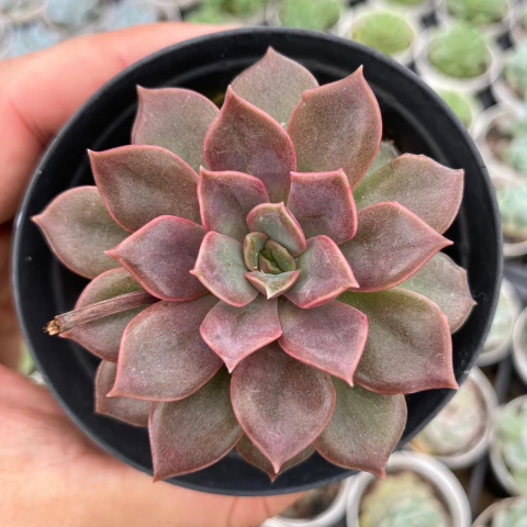 Echeveria mina - comprar online