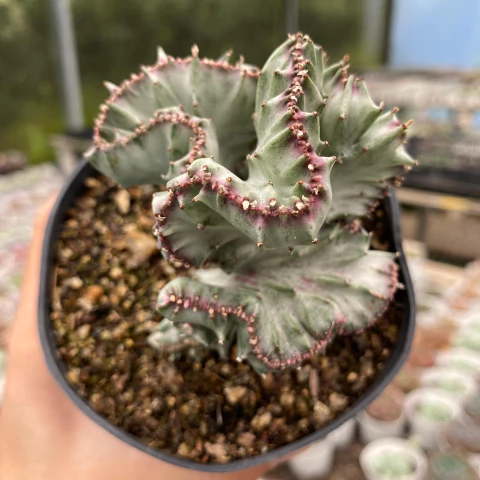 Euphorbia lactea cristata variegata - comprar online