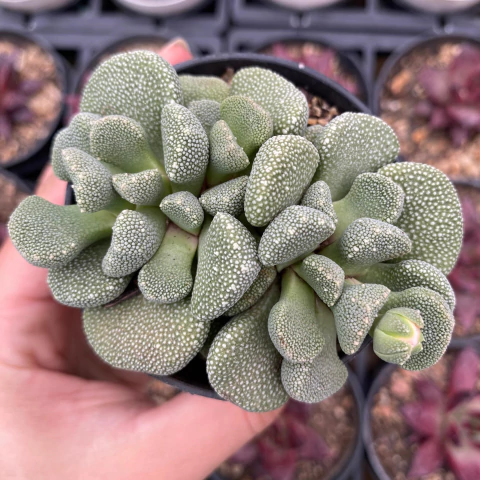 Aloinopsis luckhoffii - comprar online