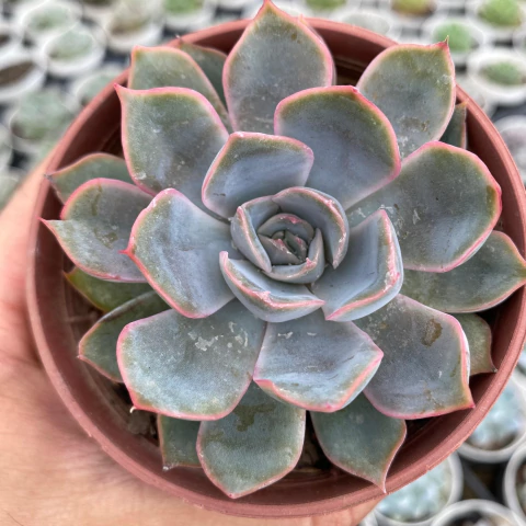 Echeveria orion - comprar online