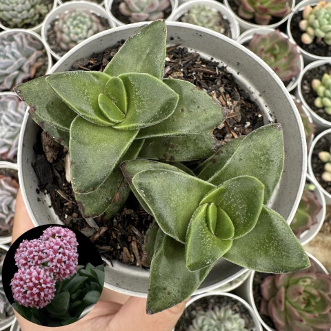 Crassula springtime - comprar online