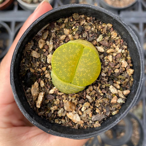 Lithops leslie albinica - comprar online