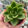 Echeveria agavoides híbrida - comprar online