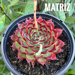 Echeveria sara bonnie - comprar online