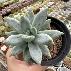 Pachyveria glauca - comprar online