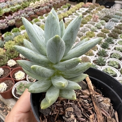 Pachyveria glauca na internet