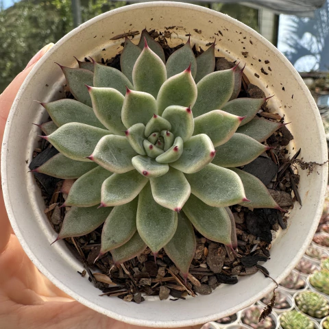 Echeveria black tips - comprar online