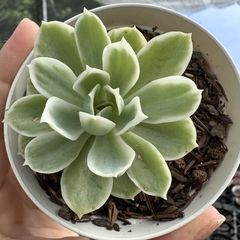 Echeveria lemon lime variegata