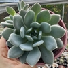 Echeveria humberto villa