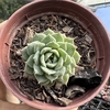 Echeveria graziella