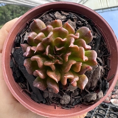 Echeveria dark prince