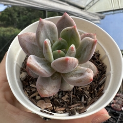 Echeveria red champagne