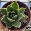 Echeveria marks