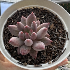 Echeveria goldfish