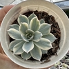 Echeveria subsessilis variegata