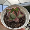 Echeveria agavoides casio variegata