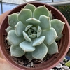 Echeveria bluebell