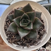 Echeveria dionysos