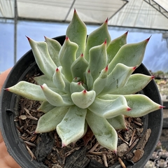 Echeveria olivine