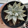 Echeveria tolimanensis night cloud