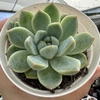 Echeveria alba beauty