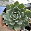 Echeveria jocelyn