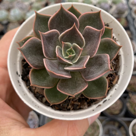 Echeveria mensa dark desire - comprar online