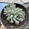 Echeveria baena