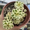 Sedum atlantis variegata