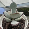 Cotyledon orbiculata yomeiri musume