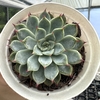 Echeveria little dwarf