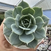 Echeveria minima x fiona