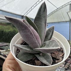 Crassula garnet lotus