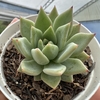 Echeveria agavoides julieta