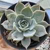 Echeveria zonnestraal