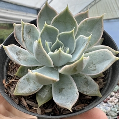 Echeveria zonnestraal - comprar online
