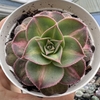 Aeonium lemon lime variegata