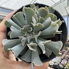 Echeveria nichi