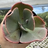 Echeveria gibbiflora volcan doux