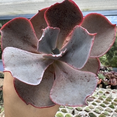 Echeveria gibbiflora cinderella