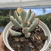 Cotyledon orbiculata flanaganii variegata